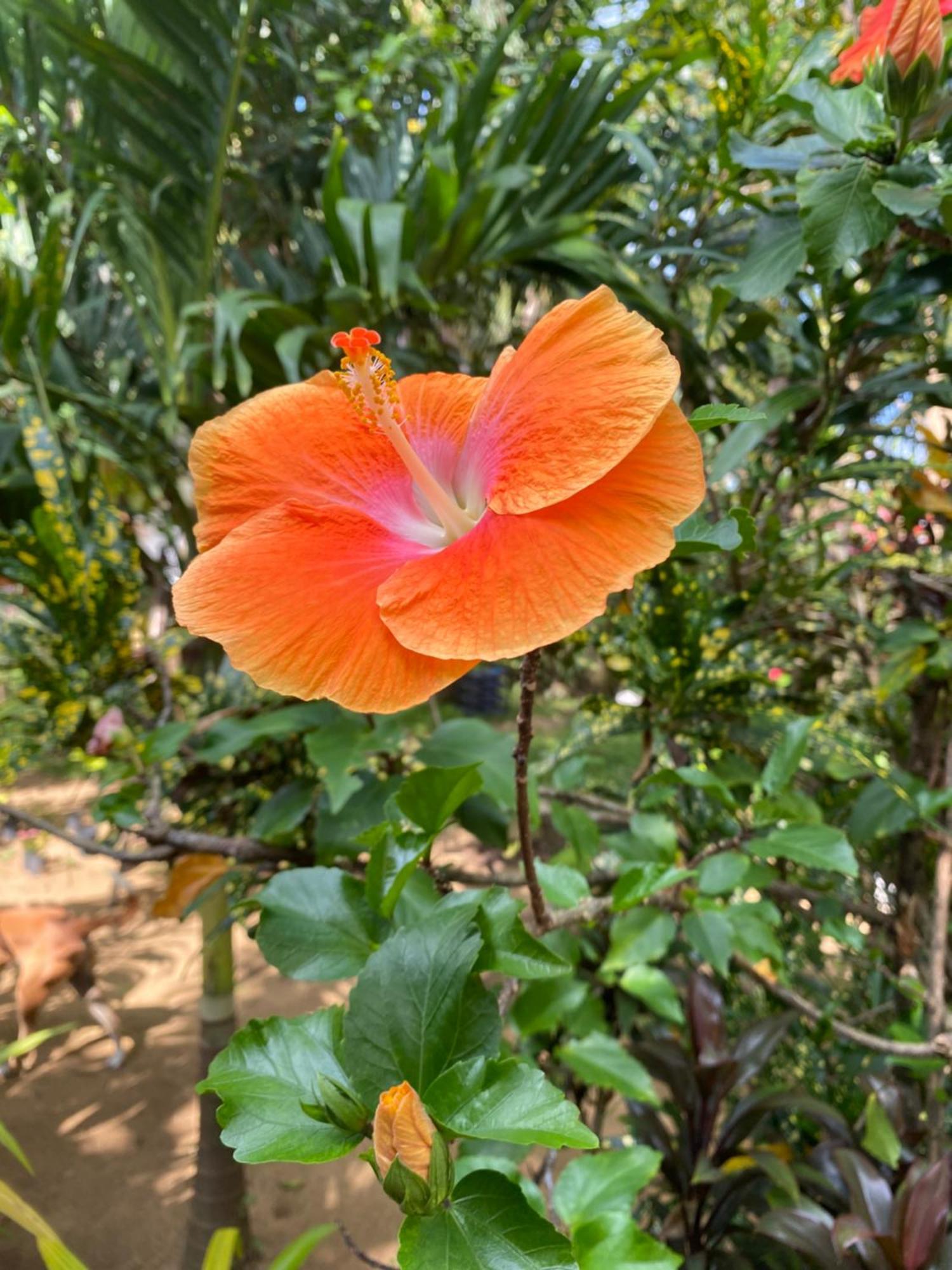 מטרה Talalla Ocean Beach Bungalow מראה חיצוני תמונה